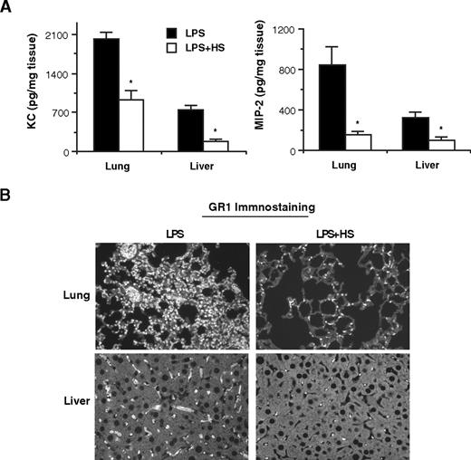 Figure 7. Delayed HS administration facilitates the removal of tissue-associated CXC chemokines and resolution of neutrophilic inflammation. (A) Sdc1−/− mice were injected intraperitoneally with or without 50 μg HS/mouse at 10 hours after LPS, and tissue samples were analyzed at 40 hours after LPS. Tissues levels of KC and MIP-2 were determined by ELISA (n = 5). (B) Neutrophil accumulation was assessed by immunostaining with anti-GR1 and Alexa 594 anti–rat antibodies (original magnification, ×200). Error bars indicate SE.