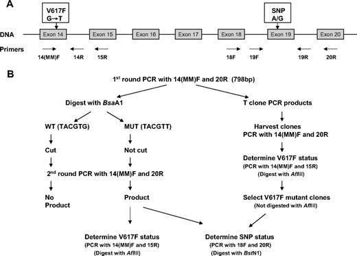 Figure 1. Schematic representation of technique used to determine JAK2 exon 19 SNP genotype of V617F-positive mutant alleles. (A) Genomic structure of JAK2 gene, showing primers used. (B) Procedure to determine the JAK2 exon 19 SNP genotype of JAK2 V617F mutant–positive alleles using either total cDNA (lefthand side) or individual clones (righthand side).