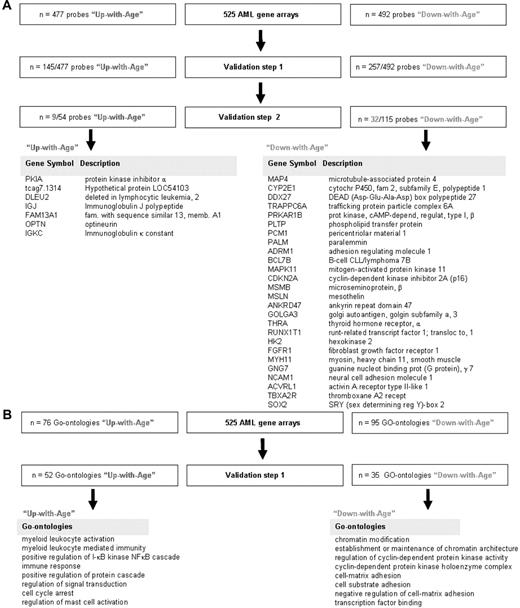 Figure 1. Probes and GO ontologies differently expressed between AML samples of young and old patients. (A) The transcriptome of AML samples of the 175 oldest patients was compared with the transcriptome of AML samples of the 175 youngest patients. This comparison revealed 477 probe sets that were higher expressed in the older age group (“Up-with-Age” group) and 492 that were lower expressed in the older age group (“Down-with-Age” group) at the significance level of P < .00001. An independent publicly available gene expression profiling cohort of 180 samples26 was used to validate the differentially expressed probe sets between younger and older AML patients (validation step 1). Hereafter another publicly available cohort of 170 samples was used (validation step 2).27 After 2 validation steps, 9 probe sets, representing 7 unique genes, were found to be higher expressed in older AML patients compared with younger AML patients; and 32 probe sets, representing 26 unique genes, were found to be lower expressed in older AML patients compared with younger AML patients. (B) Biologic processes (represented by GO ontologies) enriched among the 477 (up) and 492 (down) differentially expressed probe sets revealed 76 significantly “Up-with-Age” and 95 significantly “Down-with-Age” GO ontologies (P < .01). Next, GO ontologies enriched among the 145 significantly “Up-with-Age” and 257 significantly “Down-with-Age” probe sets were identified (ie, for the genes present after validation step 1). This analysis revealed that 52 “Up-with-Age” and 35 “Down-with-Age” GO ontologies were significantly enriched at the significance level of P < .01 (supplemental Table 2).