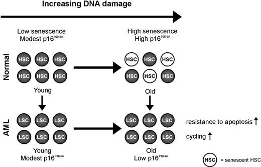 Figure 4. Model of p16INK4A in aging in AML. The expression of p16INK4A mRNA increases with advancing age to ensure that potentially dangerous lesions, resulting from accumulated DNA damage, do not lead to malignancy. The increased expression of p16INK4A mRNA has the potential to negatively modulate stem cell function through the induction of apoptosis or senescence. This concept, a decline in regenerative potential of tissues caused by a decline in functional stem cells mediated by stress-induced senescence, is a leading dogma in aging. Our data illustrate the importance of this p16INK4A-dependent mechanism because AML samples of older patients have a lower instead of higher expression of p16INK4A mRNA compared with AML samples of younger patients and compared with CD34+ cells of healthy controls. So we hypothesize that suppression of defense mechanisms, which protect older stem cells against accumulated cellular and DNA damage, facilitates the development of AML in older persons.