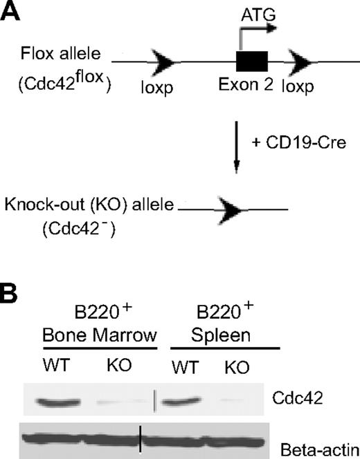 Figure 1. Generation of Cdc42−/− B cells by a loxP/Cre recombinase system. (A) The loxP/Cre-mediated gene-targeting strategy to generate Cdc42 gene–deleted (Cdc42−) allele in B cells. (B) Western blots showing Cdc42 expression in B220+ B cells, purified from bone marrow and spleen of WT and Cdc42−/− (KO) mice using B220 microbeads. Parallel blots of beta-actin serve as loading controls. Vertical line has been inserted to indicate the gel lanes being switched in position from the original blot.