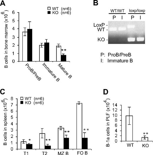 Figure 2. B cell–specific deletion of Cdc42 has no effect on early B-cell development in bone marrow but impairs late B-cell development in spleen. (A) Bone marrow cells from WT and Cdc42−/− (KO) mice were counted and stained with antibody against B220 and IgM. Immunopositive cells were analyzed by flow cytometry. The number of B-cell subsets was calculated by multiplying the total number of bone marrow cells by the percentage of cells of each subset. (B) ProB/preB and immature B cells from bone marrow were collected by fluorescence-activated cell sorting (FACS) and subjected to PCR analysis of Cdc42 WT, floxed, and KO alleles. (C) Splenocytes were isolated, counted, and stained with antibodies against B220, IgM, IgD, CD21, and CD23. Immunopositive cells were analyzed by flow cytometry. The number of cells within each of the B-cell subsets was calculated as described in panel A. (D) Cells from peritoneal lavage fluid (PLF) were counted and stained with antibodies against IgM and CD5. Immunopositive cells were analyzed by flow cytometry. The number of B-1a cells was calculated by multiplying the total number of PLF cells times the percentage of B-1a cells (**P < .01; *P < .05). Data are means ± SD.
