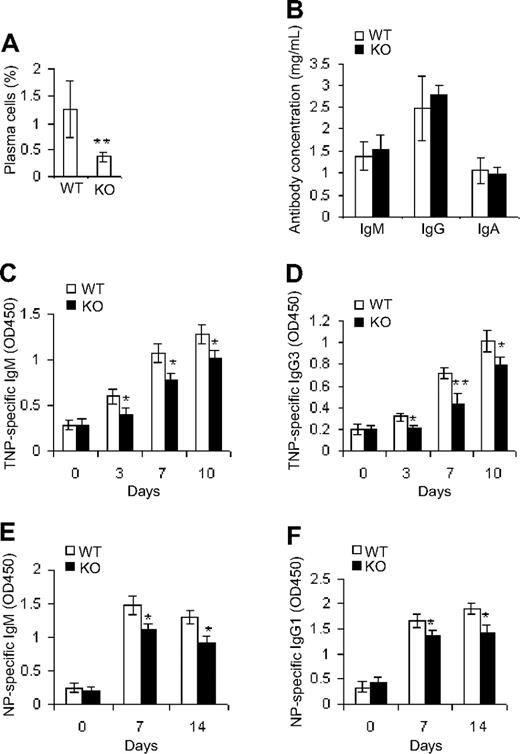 Figure 3. Deletion of Cdc42 results in decreased production of antigen-specific antibodies. (A) Splenocytes from WT and Cdc42−/− (KO) mice were immunolabeled with antibodies against CD93, CD38, and CD138, and analyzed by flow cytometry for CD93−CD38+CD138+ plasma cells. (B) Serum from WT and KO mice was subjected to ELISA analysis for IgM, IgG, and IgA. (C-F) Mice were injected intraperitoneally with 100 μg NP-KLH precipitated with alum (E-F), or with 10 μg TNP-Ficoll (C-D). Serum was collected at different time points. Microtiter plates were coated with either 20 μg/mL NP-BSA for capturing NP-specific IgM and IgG1 in serum of NP-KLH–treated mice (E-F), or with 20 μg/mL TNP-BSA for capturing TNP-specific IgM and IgG3 in serum of TNP-Ficoll–treated mice (C-D). Bound antigen-specific antibodies were detected using specific HRP-conjugated goat anti–mouse antibodies (**P < .01; *P < .05). Data represent means ± SD.