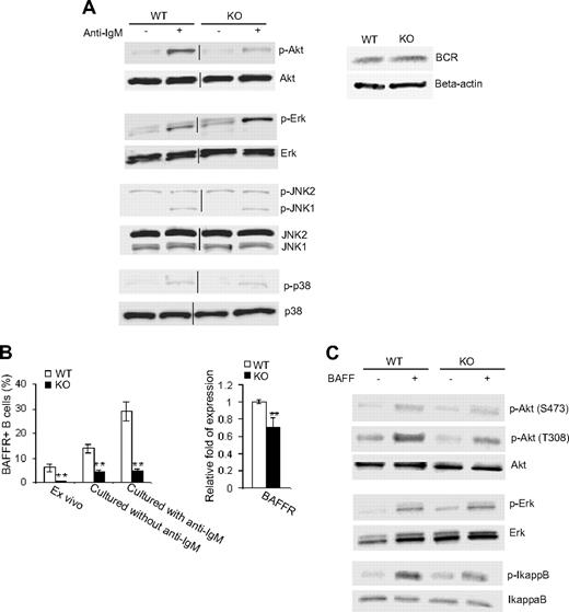 Figure 5. Deletion of Cdc42 impairs BCR and BAFF-R signaling. Splenic B cells were purified from WT and Cdc42−/− (KO) mice using CD43 microbeads. (A) Freshly isolated cells were stimulated with or without 33 μg/mL anti-IgM F(ab′)2 antibody for 60 minutes and then subjected to Western blot (left). Vertical lines have been inserted to indicate the gel lanes being switched in position from the original blots. Western blotting for BCR was carried out in parallel (right) or (B) purified B cells were either stained immediately with BAFF-R antibody or cultured overnight in the presence or absence of 2 μg/mL anti-IgM F(ab′)2 antibody before the antibody labeling. Stained cells were analyzed by flow cytometry (left). Purified cells were also examined for BAFF-R mRNA expression by quantitative reverse transcription–PCR analysis (right; **P < .01). Data are means ± SD. (C) Purified B cells were stimulated with or without 100 ng/mL BAFF for 60 minutes and then subjected to Western blotting.