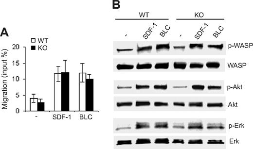 Figure 6. Deletion of Cdc42 has no effect on B-cell migration or migration-related signaling pathways. (A) The migration of B cells from WT and Cdc42−/− (KO) mice toward SDF-1 and BLC was examined in a transwell assay. The number of cells that migrated to the exterior of the transwell chamber was normalized to the total number of cells added to the interior of the chamber. Data are means ± SD. (B) Purified B cells were incubated in B-cell culture medium at 37°C for 2 hours, and then stimulated for 3 minutes with 100 ng/mL SDF-1 or 200 nM BLC. Stimulation was stopped by adding cold phosphate-buffered saline, and the cells were subjected to Western blot analysis.