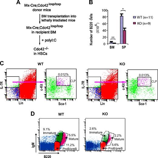 Figure 7. Hematopoietic stem cell deletion of Cdc42 causes defective B-cell development in bone marrow. (A) Bone marrow cells from Mx-Cre;Cdc42loxp/loxp donor mice were transplanted by intravenous injection into lethally irradiated BoyJ mice. Recipient mice were injected with polyI:C to delete Cdc42 in hematopoietic stem cells. (B) Bone marrow cells and splenocytes were isolated from WT and Cdc42−/− (KO) mice, counted, stained with anti-B220 antibody, and then analyzed by flow cytometry. The number of B220+ cells was calculated by multiplying the total number of bone marrow cells and splenocytes by the percentage of B220+ cells (**P < .01; *P < .05). The data are means ± SD. (C) Bone marrow cells were stained for IL-7R, lineage (Lin) markers (ie, B220, CD3, CD4, CD8, Gr1, CD11b, and TER119), Sca-1, and c-Kit followed by flow cytometric analysis. Common lymphoid progenitor (CLP) cells (Sca1medc-kitmed-high) were gated from Lin−IL-7R+ cell population. Data are representative of 4 mice. (D) Bone marrow cells were stained with antibodies against B220 and IgM and, using flow cytometry, analyzed for proB/preB cells ((B220lowIgM−), immature B cells (B220lowIgM+), and mature recirculating B cells (B220highIgM+). Data are representative of 4 mice.