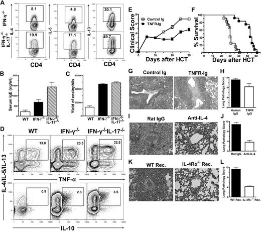 Figure 3. IFN-γ−/−IL-17−/− donor CD4+ T cells predominantly differentiated into Th2 and induced lung damage. (A) Intracellular cytokine profiles of splenic CD4+ T cells 7 days after HCT. Gated CD4+ T cells are shown in CD4 versus cytokines. A representative of 3 replicated experiments is shown. (B) Mean ± SE of serum IgE (n = 8) combined from 2 replicate experiments. (C) Mean ± SE of yield of eosinophil (CCR3+Gr-1+) in lungs 10 days after HCT (n = 4). (D) Intracellular cytokine profiles of CD4+ T cells among lung mononuclear cells 10 days after HCT. Gated CD4+ T cells were shown as IL-4/IL-5/IL-13 versus TNF-α or IL-10. Percentage of TNF-α+IL-4/IL-5/IL-13+ or IL-10+IL-4/IL-5/IL-13+ cells were calculated among total CD4+ T cells. A representative of 3 replicate experiments is shown. (E-F) Clinical scores and percent survival of recipients treated with TNFR-IgG or control IgG are shown. There were 12 mice in each group, combined from 3 replicate experiments. (G-H) H&E staining of lung tissue sections of recipients 15 days after HCT and mean ± SE of histopathology scores (n = 6). (I-J) BALB/c recipients given IFN-γ−/−IL-17−/− donor cells were treated with anti–IL-4 or rat IgG. H&E staining of lung tissue sections of recipients 15 days after HCT and mean ± SE of histopathology scores (n = 6). (K-L) WT or IL-4Rα−/− BALB/c recipients were transplanted with IFN-γ−/−IL-17−/− donor cells. H&E staining of lung tissue sections of recipients 15 days after HCT and mean ± SE of histopathology scores (n = 6).