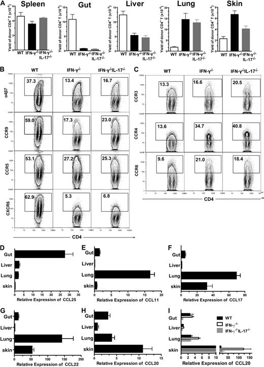 Figure 5. Tissue-specific GVHD caused by Th1, Th2, and Th17 cells was associated with tissue-specific T-cell migration. (A) Yield of H-2b+CD4+ T cells in spleen or tissues of recipients given WT or IFN-γ−/− donor cells 13 days after HCT. Mean ± SE is shown (n = 8), combined from 3 replicated experiments. (B-C) Five days after HCT, splenocytes from recipients were stained for H-2b, CD4, and chemokine receptors. Gated H-2b+CD4+ T cells are shown in CD4 versus chemokine receptors. Representative of 4 replicate experiments is shown. (D-E) Mean ± SE of chemokine expression levels by GVHD target tissues 5 days after HCT (n = 4). Relative gene expression levels were normalized within each sample to housekeeping gene GAPDH. Data are a representative of 2 replicated experiments.