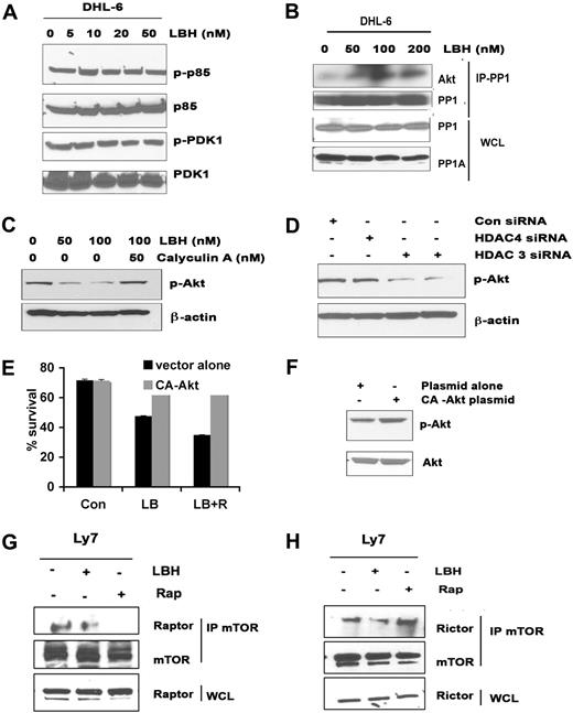 Figure 6. Effect of LBH on upstream proteins involved in Akt activation. (A) After DHL-6 cells were treated with the indicated doses of LBH for 24 hours, cell lysates were immunoblotted for p-p85 and p-PDK1. (B) Immunoprecipitation of PP1 in lysates of LBH-treated cells, followed by immunoblotting with Akt. Simultaneously LBH-treated whole-cell lysates (WCLs) were immunoblotted with PP1 and PP1A. (C) Effect of protein phosphatase inhibitor calyculin A on LBH-induced Akt dephosphorylation. DHL-6 cells were exposed to LBH and calyculin A (50 nM) for 24 hours and cell lysates were immunoblotted. (D) Repressed expression of HDAC3, but not HDAC4, led to Akt dephosphorylation in a manner similar to that of LBH treatment. The cell lysates were immunoblotted with antibodies against phospho-Akt. (E) DHL-6 cells were transiently transfected with CA-Akt and empty vector, and subsequently treated with the combination for 48 hours, and survival was assessed. Bar graph shows mean ± SD. (F) CA-Akt–transfected cells were analyzed for Akt activation using p-Akt antibody. (G-H) Effect of LBH on rictor/raptor complex. Ly7 cells were treated with rapamycin (10 nM) or LBH (50 nM) or the combination for 24 hours. WCLs and mTOR immunoprecipitates prepared from the lysates were analyzed by Western blot for the levels of mTOR, rictor, and raptor.