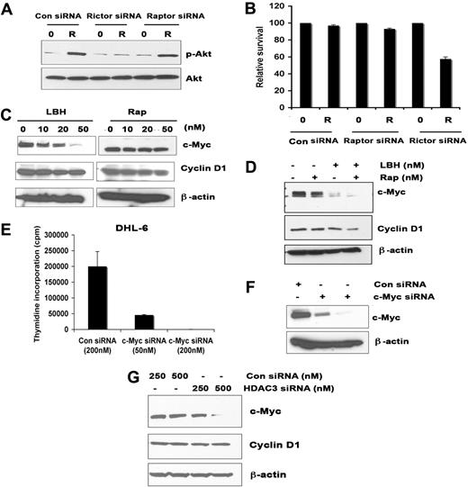 Figure 7. LBH589 alters the level of intact mTORC2 and c-Myc expression. (A-B) Effect of siRNA knockdown of raptor or rictor. (A) Rictor siRNA blocks phosphorylation of Akt in the presence of rapamycin. Ly7 cells were transiently transfected with raptor or rictor siRNA and then treated with rapamycin (R) or left untreated for 24 hours and subjected to Western blot analysis using p-Akt antibody. (B) After raptor or rictor knockdown, DHL-6 cells were treated with rapamycin (R) or left untreated (0) for 24 hours. Survival was analyzed by staining with annexin V and PI. (C-D) Effect of LBH and rapamycin on cyclin D1 and c-Myc expression. (C) Ly7 cells were treated with the indicated concentrations of LBH589 or rapamycin for 24 hours and then subjected to Western blot analysis using c-Myc and cyclin D1 antibodies. (D) Ly cells were cotreated with 50 nM LBH and rapamycin for 24 hours, and c-Myc and cyclin D1 expression was analyzed. (E-F) DHL-6 cells were transiently transfected with control siRNA or c-Myc siRNA, and proliferation was done as described earlier. Western blot analysis showed successful knockdown of c-Myc (50 nM or 200 nM). (G) HDAC3-transfected DHL-6 cells were analyzed for c-Myc and cyclin D1 expression. Error bars indicate mean ± SD from 3 determinations.