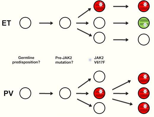 Independent JAK2 V617F mutations occur in ET but not in PV. In ET, the presence of JAK2 does not suppress JAK2 WT hematopoiesis. The JAK2 WT progenitors are susceptible to independent JAK2 V617F mutations.