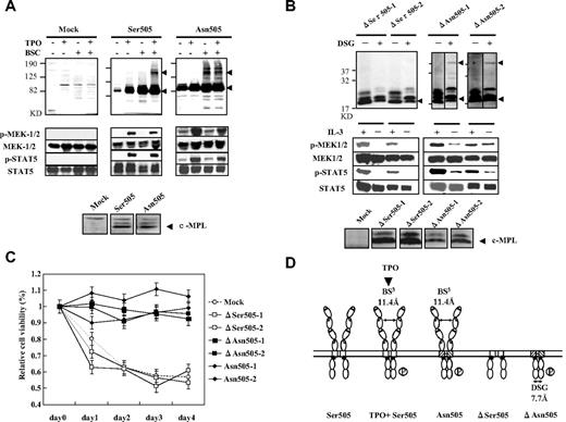Figure 1. The relationship of autonomous homodimerization and signal activation to cell-survival capacity in Asn505 and ΔAsn505 mutants of c-Mpl. (A) Detection of homodimers and phosphorylation of intracellular signals in the Asn505 mutant of c-MPL. The “mock” group comprised Ba/F3 cells with the PCI-Neo vector, and acted as the negative control. Ser505 and Asn505 indicate Ba/F3 cells expressing wild-type (Ser505) or Asn505, respectively. The cross-linking assay was conducted under nonreducing conditions to detect dimers resulting from disulfide or hydrogen bonds. Noncleavable, water-soluble BS3 was used as a cross-linker to detect the homodimers. (The reaction product is an amine-containing compound with a spacer length of 11.4 Å.) The c-MPL monomeric (∼ 85 kDa) and dimerized bands (∼ 170 kDa) are indicated by ◀. The dimerized band was detected in Asn505-expressing Ba/F3 cells in the absence of TPO (top panel). The experiments were repeated using reducing conditions (with 5% 2-mercaptoethanol in the sample buffer) and gave the same results as under nonreducing conditions (data not shown). The phosphorylation status of MEK1/2 and STAT5 is shown in the middle panel. Phosphorylation of MEK1/2 and STAT5 was observed independently of TPO stimulation in Asn505-expressing cells, although the phosphorylated signals in TPO-free conditions were weaker than those in the presence of TPO. The bottom panel shows the expressions of the c-MPL in the membrane fractions, which were separated using Mem-PER Eukaryotic membrane protein extraction reagent kit (Thermo Scientific) in immunoblotting. The c-MPL expressions in the whole cell lysates, the membrane fractions, and the cytoplasmic fractions were examined, respectively, and only the gel images of the membrane fractions were picked up and aligned here. (B) Detection of homodimers and phosphorylation of intracellular signals in the truncated c-MPL. The ΔSer505-1 and ΔSer505-2 mutants have truncation of the entire ECD of the wild-type (Ser505) of c-MPL, while the ΔAsn505-1 and ΔAsn505-2 mutants have truncation of the entire ECD of the Asn505 mutants of c-MPL. The anti–c-MPL antibody (Upstate Biotechnology), used here for detection of dimerization, recognizes the C-terminal of c-MPL. Noncleavable membrane-permeable DSG was used as a cross-linker to detect homodimers of the ECD-truncated c-MPL mutants. (The reaction product is an amine-containing compound with a spacer length of 7.7 Å.) The cross-linking assay was conducted in the absence of factor (IL-3 or TPO) stimulation. The truncated c-MPL monomers (∼ 20 kDa) and dimers (∼ 40 kDa) are indicated by ◀. Dimerized bands were detected in both ΔAsn505-1 and ΔAsn505-2, but not in either of the ΔSer505 mutants under nonreducing conditions (top panel). Vertical lines have been inserted to indicate a repositioned gel lane. MEK1/2 and STAT5 showed phosphorylation in both ΔAsn505 clones even in the absence of IL-3 stimulation (middle panel). The bottom panel shows the expressions of the truncated c-MPL in the membrane fractions in immunoblotting (see legend for panel A). The truncated c-MPL expressions in the whole cell lysates, the membrane fractions, and the cytoplasmic fractions were examined, respectively, and only the gel images of the membrane fractions were picked up and aligned here. (C) MTT assay of the c-MPL mutants without factor stimulation. Briefly, transfected Ba/F3 cells were washed in PBS and resuspended in RPMI medium containing 10% FBS. A total of 5 × 104 cells per well in 100 μL medium were plated in 96-well plates. A total of 10 μL thiazolyl blue tetrazolium bromide (5 mg/mL; Sigma-Aldrich) was used for daily estimation of the relative cell viability (%) over a period of 4 days. The results are shown as means ± SEM of 3 separate experiments. Asn505-1 and Asn505-2 are Ba/F3 transfectants expressing Asn505. (D) Schematic diagram of Ser505, Asn505, ΔSer505, and ΔAsn505 mutants of c-MPL, and the results of phosphorylation of intracellular signals. Two different cross-linkers, BS3 and DSG, were used here to detect homodimer formation; the lengths of the spacer are indicated (↔). A circled “P” indicates phosphorylation of intracellular signals (MEK1/2 and STAT5) with homodimer formation.
