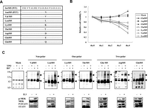 Figure 2. The relationship of autonomous homodimerization and signal activation to cell-survival capacity in the artificially generated TMD mutants of c-MPL. (A) A list of the AA substitution mutants generated at position Ser505 of c-MPL. All mutants were transfected into Ba/F3 cells. (B) MTT assay of the artificial TMD mutants of c-MPL in the absence of factor stimulation. Cells transfected with mutants with 2-polar residues (Glu, Asp, or Gln) showed factor-independent cell survival. Mock and Ba/F3 cells were transfected with PCI-Neo vector. The results are shown as means ± SEM of 3 separate experiments. (C) Autonomous homodimerization and signal activation of the artificial TMD mutants of c-MPL. The top panel shows the detection of homodimers in immunoblots under nonreducing conditions. BS3 was used as the cross-linker. ◀ indicate monomers (∼ 85 kDa) and dimers (∼ 170 kDa). The bottom panel depicts the phosphorylation status of MEK1/2 and STAT5 in the mutants of c-MPL with or without IL-3 stimulation. Only mutants carrying 2-polar residues (Glu, Asp, or Gln) showed autonomous homodimerization and phosphorylation of MEK1/2 and STAT5 in the absence of factor stimulation.
