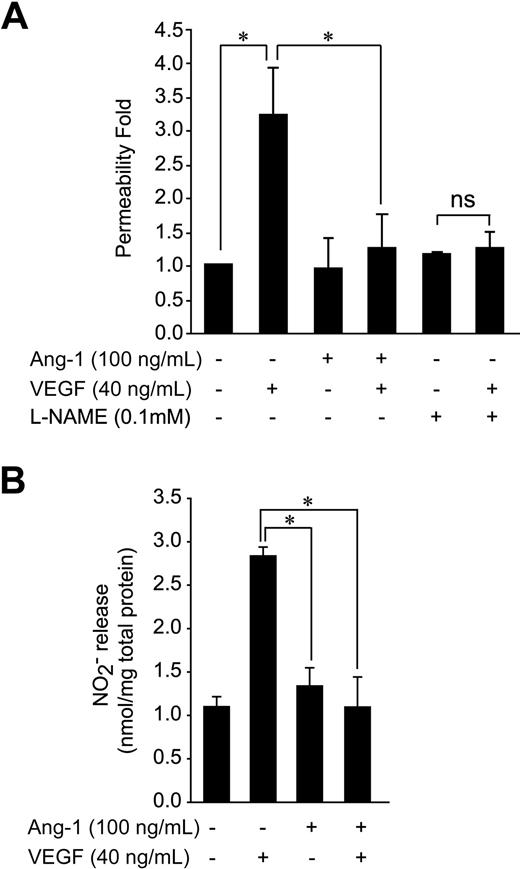 Figure 1. Ang-1 stimulation counteracts VEGF-induced transendothelial permeability and NO production. (A) Transendothelial permeability was determined by measuring the passage of FITC-dextran through a monolayer of BAEC. Passage of FITC-dextran was measured after exposure of BAEC to VEGF, Ang-1, or VEGF and Ang-1 in combination (at the indicated concentrations). In some cases, cells were pretreated with the NOS inhibitor, l-NAME, as indicated. The data represent permeability to FITC-dextran expressed as the mean fold increases (± SEM) with respect to untreated cells. (B) NO released in the culture medium of BAEC subjected to 30-minute stimulation with Ang-1 (100 ng/mL), VEGF (40 ng/mL), or both. Samples of culture medium were taken for nitrite quantification, as described in “NO release analysis.” Data are the average ± SEM of at least 4 experiments. *P < .05.