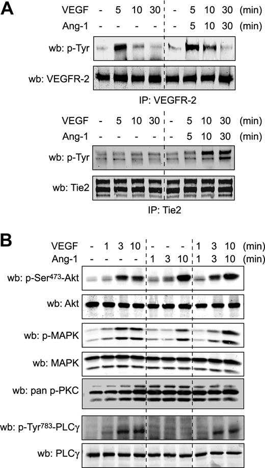 Figure 2. Ang-1 activates PKC independently of PLCγ, but does not inhibit VEGFR-2 activation and signaling. (A) BAEC were stimulated with VEGF (40 ng/mL), Ang-1 (100 ng/mL), or both simultaneously for the indicated times. VEGFR-2 and Tie2 tyrosine phosphorylation levels were monitored in VEGFR-2 and Tie2 immunoprecipitates (IP). Equal immunoprecipitation levels from BAEC lysates were confirmed by Western blot (wb). supplemental Figure 2 shows the complementary treatments and IPs. These experiments were repeated at least 3 times with identical results. (B) Activation of Akt, MAPK, PKC, and PLCγ, using the indicated phospho-specific antibodies, was monitored in BAEC stimulated with Ang-1 (100 ng/mL), VEGF (40 ng/mL), or both simultaneously for the indicated times. Equal protein loading was confirmed by reprobing the membranes with antibodies against total Akt, MAPK, and PLCγ. These experiments were repeated at least 3 times with similar results.