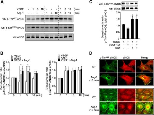 Figure 3. Ang-1 induces phosphorylation of eNOS on the inhibitory Thr497 site. (A) BAEC were stimulated with Ang-1 (100 ng/mL), VEGF (40 ng/mL), or both simultaneously for the indicated times. Cell lysates were probed for eNOS phosphorylation on Thr497 and Ser1179 using phospho-specific antibodies. Equal protein loading was confirmed by Western blotting for total eNOS. (B) Densitometric ratio of results presented in panel A of p-Thr497-eNOS (right panel) or p-Ser1179-eNOS (left panel) levels relative to total eNOS. Data were normalized with respect to control-unstimulated cells. Bar graph represents the average of 5 experiments expressed as mean ± SEM; *P < .05. (C) Tie2 counteracts the effects of VEGFR-2 on Thr497 residue of eNOS. Phosphorylation levels of eNOS on Thr497 were monitored in COS-7 cells transfected with eNOS plasmids in combination with expression vectors coding for VEGFR-2, Tie2, or both. Total cell lysates were analyzed for p-Thr497-eNOS and total eNOS. Bar graph shows the p-Thr497/total eNOS densitometric ratio expressed as mean ± SEM of 4 independent experiments; *P < .05 compared with phosphorylation levels of eNOS expressed with VEGFR-2. (D) Cellular localization of p-Thr497-eNOS in sparse (top panels) or confluent (bottom panels) BAEC after Ang-1 stimulation. BAEC were cultured on 0.1% gelatin-coated coverslips. Serum-starved cells were either untreated or treated with 100 ng/mL Ang-1 for 15 minutes. Cells were fixed, permeabilized, and incubated with anti–p-Thr497-eNOS (pAb; green) and anti-eNOS (mAb; red) primary antibodies. Immunofluorescent staining was performed as described in “Immunofluorescence” and observed by confocal microscopy (×63 objective).
