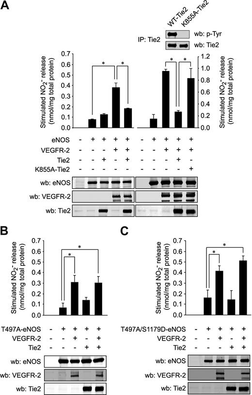 Figure 4. Phosphorylation of eNOS on Thr497 is required for inhibition of NO production by Tie2. (A) The effect of Tie2 on NO production stimulated by VEGFR-2 was measured in transfected COS-7 cells. Cells were cotransfected with expression vectors coding for eNOS in combination with VEGFR-2 and WT Tie2 (left panels) or in separate sets of experiments the kinase-dead K855A-Tie2 constructs (right panel). Levels of NO released in the medium after transfection were measured, as in Figure 1B. Expression levels of the transfected proteins were monitored by Western blotting (bottom panels). The inactivity of K855A-Tie2, in contrast to WT-Tie2, was determined by anti-phosphotyrosine Western blotting of Tie2 IPs (inset, left panel). NO released from COS-7 cells transfected with expression vectors coding for T497A-eNOS single mutant (B) or T497A/S1179D-eNOS double mutant (C), in combination with VEGFR-2, Tie2, or both, was measured by chemiluminescence, as described above. Equal transfection levels were monitored by Western blotting using anti–VEGFR-2, anti-Tie2, and anti-eNOS antibodies. Data are the average ± SEM of at least 4 experiments; *P < .05.