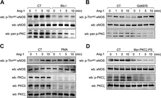 Figure 5. Inhibition of PKCζ prevents phosphorylation of eNOS on Thr497. (A) BAECs were pretreated with PKC inhibitors, (A) Bis I (0.5 μM) or (B) Gö6976 (0.5 μM) for 30 minutes before Ang-1 (100 ng/mL) stimulation for the indicated times. Cell lysates were probed for eNOS phosphorylation on Thr497 using phospho-specific antibodies. Equal protein loading was confirmed by Western blotting for total eNOS. Inhibition of PKC activity was confirmed by Western blotting using anti–pan-p-Ser660-PKCβ2 antibodies. (C) BAEC were treated for 24 hours with PMA (5 μM) to down-regulate classical and novel PKC isozymes. Cells were then stimulated with Ang-1 (100 ng/mL) for the indicated times. Membranes were probed with anti–p-Thr497-eNOS antibodies. Equal protein loading was confirmed by Western blotting for total eNOS. Cellular levels of PKC isozymes were confirmed by Western blotting using anti-PKCα, anti-PKCδ, and anti-PKCζ antibodies. (D) BAEC were treated with a myristoylated PKCζ-pseudosubstrate inhibitor (Myr-PKCζ-PS; 10 μM, 30 minutes) and stimulated for the indicated times with Ang-1 (100 ng/mL). Total cell lysates were analyzed for p-Thr497-eNOS and p-Thr410/403-PKCζ levels. Equal protein loading was confirmed by blotting for total eNOS and PKCζ. These experiments were repeated at least 3 times with similar results.