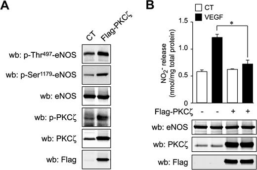 Figure 6. Overexpression of PKCζ counteracts VEGF-induced NO production. (A) BAEC were transfected with an empty vector or with a Flag-PKCζ expression vector, and total cell lysates were analyzed for p-Thr497-eNOS, p-Ser1179-eNOS, and p-Thr410/403-PKCζ. Transfection efficacy was verified using anti-Flag antibodies. Total eNOS and total PKCζ levels were monitored to confirm equal protein loading and overexpression, respectively. (B) BAEC were transfected with an empty vector or with a Flag-PKCζ expression vector. Serum-starved cells were stimulated with VEGF (40 ng/mL) for 30 minutes. Samples of culture medium were taken for nitrite quantification, as described in “NO release analysis.” Transfection efficacy was verified using anti-Flag antibodies. Total eNOS and total PKCζ levels were monitored to confirm equal protein loading and overexpression, respectively (bottom panels).
