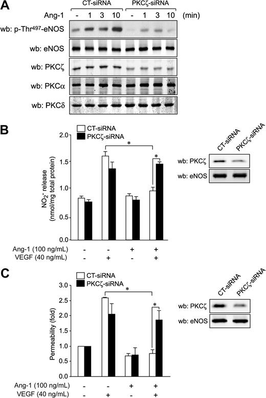 Figure 7. PKCζ knockdown reverses the inhibition by Ang-1 of eNOS, NO release, and endothelial permeability. (A) BAEC were transfected with siRNA targeted against PKCζ or with control siRNA. Forty-eight hours after transfections, cells were starved for 6 hours before Ang-1 stimulation (100 ng/mL) for the indicated times. Membranes were probed with antibodies against p-Thr497-eNOS and eNOS. PKCζ knockdown was confirmed by Western blotting (wb). Cellular levels of PKCα and PKCδ were not affected by PKCζ-siRNA. (B) BAEC were transfected with PKCζ-siRNA (35 μM) or control siRNA (35 μM). Forty-eight hours posttransfection, cells were starved for 6 hours before stimulation with VEGF (40 ng/mL), Ang-1 (100 ng/mL), or both for 30 minutes. Samples of culture medium were taken for the quantification of NO released, as described in “NO release analysis.” PKCζ knockdown was confirmed by Western blotting, and eNOS protein levels were monitored to confirm equal protein loading (inset). (C) Permeability to FITC-dextran was determined in confluent BAEC monolayers transfected with PKCζ-siRNA (35 μM) or control siRNA (35 μM) before stimulation with VEGF (40 ng/mL), Ang-1 (100 ng/mL), or both for 30 minutes. Data represent permeability to FITC-dextran expressed as the mean fold increase ± SEM with respect to untreated cells. PKCζ knockdown was confirmed by Western blotting, and eNOS protein levels were monitored to confirm equal protein loading (inset). *P < .05.
