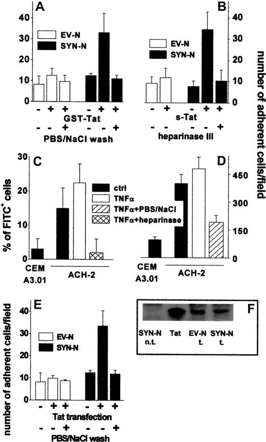 Figure 4. Tat tethered to the surface of HIV+ ACH-2 T lymphocytes and Namalwa cells promotes their adhesion to ECs. (A) Namalwa cells were preincubated for 2 hours with GST-Tat (550 nM) and washed with PBS or with PBS/NaCl. (B) EV-NCs and SYN-NCs were pretreated with heparinase III (10 mU/mL), incubated for 2 hours with s-Tat (550 nM), and washed with PBS. (C) ACH-2 or CEM A3.01 cells were left untreated or subjected to heparinase III treatment (20 mU/mL) and then analyzed by cytofluorimetry using a polycolonal FITC-coupled anti-Tat antibody. (D) The same cells were washed with PBS or with PBS/NaCl and allowed to adhere to naive EC monolayer. (E) Namalwa cells transfected with a cDNA encoding for Tat were washed with PBS or PBS/NaCl. Then, cells were allowed to adhere to naive EC monolayer and adherent lymphocytes counted. (F) Western blot analysis with anti-Tat antibodies of Tat-transfected Namalwa cells (600 000 cells). Tat indicates s-Tat (17 pmol); n.t., not transfected; and t., transfected.