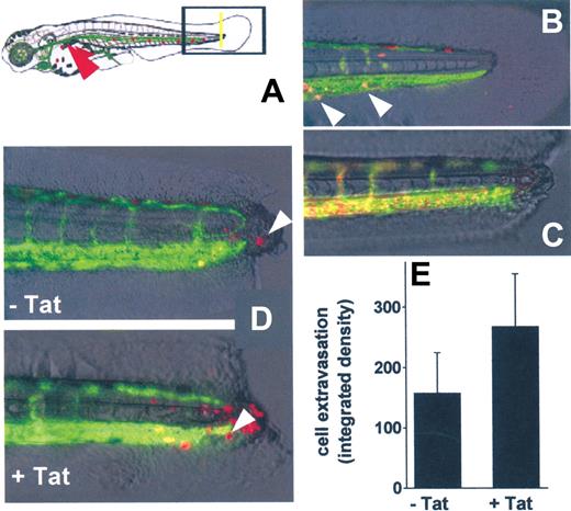 Figure 7. In vivo SYN-NC extravasation in a zebrafish embryo tail transection model. (A) Schematic representation of the tail transection model in VEGFR2:G-RCFP transgenic zebrafish embryos transplanted with red-stained SYN-NCs. Yellow line represents the site of the cut of the tail; red arrowhead points to the site of cell injection. (B) Detail of an intact tail of a zebrafish embryo 12 hours after injection of red-stained SYN-NCs. White arrowheads point to red-stained cells inside the GFP+ blood vessels. (C) Detail of a cut tail of a zebrafish embryo injected with R-HMW dextran showing no vessel leakiness. (D) Details of cut tails of zebrafish embryos injected with naive (−Tat) or Tat-coated (+Tat) red-stained SYN-NCs. White arrowheads point to extravasated cells. (E) Quantification of SYN-NC extravasation by computerized image analysis. Each point is the mean ± SEM of 6 or 7 embryos from 2 independent experiments.