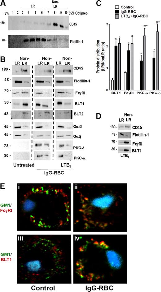 Figure 2. FcγR engagement causes redistribution of BLT1 and FcγRI receptors to LRs. (A) Detergent-free fractionation of membranes into LR and non-LR fractions. A total of 100 000g membrane fractions from resting AMs was subjected to discontinuous Optiprep gradient centrifugation, as described in “Lipid raft fractionation.” Fractions were harvested and subjected to immunoblot analysis for the LR marker flotillin-1 and the non-LR marker CD45. (B) AMs were pretreated with or without 100 nM LTB4 for 5 minutes, followed by 10-minute incubation with or without 30:1 IgG-RBCs. Membrane fractions were prepared as in panel A, and the LR (fractions 3-6) and non-LR (fractions 7-10) fractions were pooled and subjected to immunoblot analysis for the proteins of interest shown on the right. The experiment depicted is representative of 3 to 5 independent experiments. (C) Relative microdomain distribution of BLT1, FcγRI, PKC-α, and PKC-δ was determined by densitometric analysis of immunoblots from 3 different experiments, as depicted in panel B, and expressed as the LR/non-LR ratio. *P < .05 vs control; #P < .001 vs IgG-RBC alone. (D) AMs were pretreated with 100 nM LTB4 alone for 5 minutes, membrane fractions were prepared as in panel A, and the LR (fractions 3-6) and non-LR (fractions 7-10) fractions were pooled and subjected to immunoblot analysis for the proteins of interest shown on the right. The experiment depicted is representative of 2 independent experiments. (E) AMs were incubated with (ii,iv) or without (i,iii) 10:1 IgG-RBCs for 10 minutes, and LR patches were stained with CTxB-Alexa 455/anti-CTxB. Anti-CTxB–patched cells were fixed and stained with anti-FcγRI (top) and anti-BLT1 (bottom) antibodies and visualized by confocal microcopy. Images are from one experiment representative of 3 independent experiments.