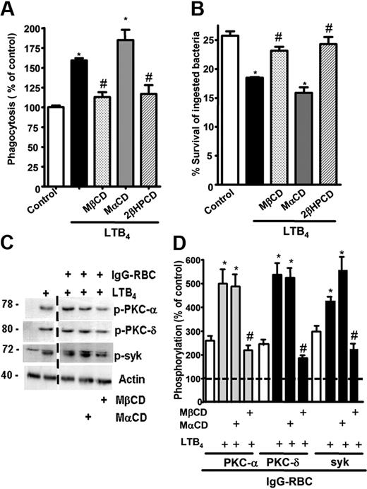 Figure 3. LR integrity is required for LTB4 enhancement of AM signaling and antimicrobial functions. (A) AMs were pretreated for 5 minutes with vehicle control or 5 mM MβCD, 2-βHPCD, or MαCD, followed by 5-minute incubation with or without 10 nM LTB4. They were then incubated with IgG-RBCs (50:1) and phagocytic indices, determined as described in “Phagocytosis and bacterial killing.” Phagocytosis is expressed as the percentage of the control value in which no drugs were added, and each bar represents the mean ± SEM from 3 individual experiments, each performed in quintuplicate. *P < .05 compared with control; #P < .001 vs LTB4-treated cells. (B) AMs were preincubated with cyclodextrin compounds as in panel A before the addition of 50:1 serum-opsonized K pneumoniae. Thirty minutes after infection, cells were incubated with 10 nM LTB4 or vehicle. Microbicidal activity was assessed and expressed as the mean ± SEM percentage of survival of ingested bacteria from 3 individual experiments, each performed in triplicate. *P < .05 compared with control; #P < .001 vs LTB4-treated cells. (C) AMs were pretreated for 5 minutes with vehicle control or cyclodextrins, followed by 5-minute treatment with or without 10 nM LTB4, after which they were incubated with 30:1 IgG-RBCs for 15 minutes. Immunoblots depict phosphorylated forms of PKC-α, PKC-δ, ανδ Syk, as well as β-actin as a loading control. Results shown are representative of 3 independent experiments. (D) Relative PKC-α, PKC-δ, and Syk phosphorylation was determined by densitometric analysis of immunoblots from 3 different experiments, as depicted in panel C, and is expressed as a percentage of control. The intensity of phosphorylation was quantitated as the density of the phosphorylated protein band divided by that of the actin band, and this ratio was then expressed relative to that of the untreated control, which was set at 100%. The dashed line in the figure indicates lanes in the membrane that contained experimental conditions that were not pertinent and were omitted. *P < .05 vs IgG-RBC; #P < .001 vs IgG-RBC plus LTB4.