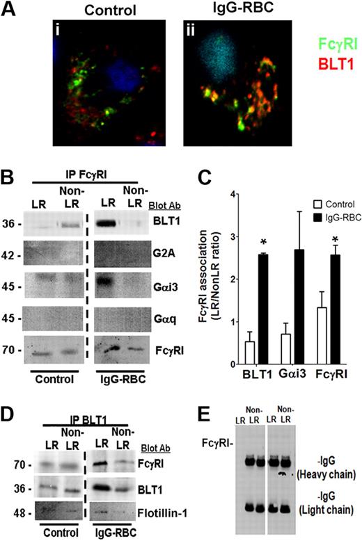 Figure 4. FcγRI and BLT1 colocalize and associate in AM LR microdomains after FcγR engagement. (A) AMs were incubated with (ii) or without (i) 10:1 IgG-RBCs for 10 minutes, and the cells were fixed. They were then stained with anti-BLT1 and anti-FcγRI primary antibodies, followed by fluorescein isothiocyanate-labeled and rhodamine-labeled secondary antibodies, respectively, and visualized by confocal microcopy. Confocal images were taken with identical settings to allow comparison of staining. Images are from one experiment and are representative of 5 independent experiments. (B,D-E) AMs were incubated with or without 30:1 IgG-RBCs for 10 minutes, and membrane fractions were obtained by Optiprep gradient centrifugation. LR and non-LR membrane fractions were pooled, and pooled LR or non-LR fractions were immunoprecipitated with an antibody against either FcγRI (B), BLT1 (D), or nonspecific rabbit IgG (E), as described in “Phagocytosis and bacterial killing.” The immunoprecipitates were subjected to immunoblot analysis using antibodies against the proteins shown on the right. The data shown are from a single experiment representative of 3 independent experiments. (C) Association of BLT1 and Gαi3 with FcγRI was determined by densitometric analysis of immunoblots of FcγRI immunoprecipitates from 3 different experiments, as depicted in panel B, and expressed as the LR/non-LR ratio of each protein. *P < .05 vs control.