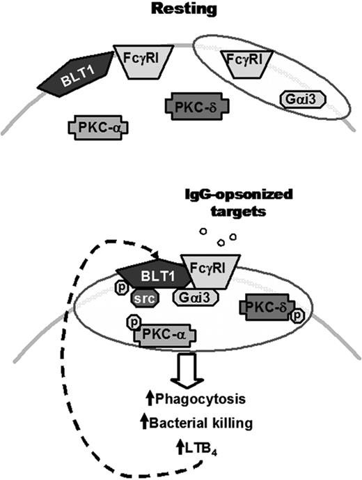 Figure 6. Proposed model for the IgG-induced FcγRI/BLT1/Gαi3/Src complex in LRs that mediates LTB4 enhancement of AM antimicrobial functions and signaling. (Top) In resting cells, BLT1, PKC-α, PKC-δ, and a proportion of FcγRI are located in non-LR domains, whereas Gαi3 and a proportion of FcγRI are constitutively present in LRs (indicated as shaded ovals). (Bottom) Upon FcγRI engagement, Src kinase phosphorylates BLT1, which promotes BLT1 redistribution to LRs as well as the formation of a complex within LRs consisting of this GPCR, its preferentially coupled G protein Gαi, FcγRI, and Src itself. Addition of exogenous LTB4 causes LRs to become further enriched in PKC isoforms, which are required for optimal ingestion of IgG-coated targets. Thus, LRs serve as platforms within which phosphorylated BLT1 interacts with FcγRI and downstream signaling molecules to mediate the augmentation by LTB4 of AM antimicrobial functions, explaining the LR dependence of LTB4/BLT1 actions. Signals from FcγRI also enhance LTB4 generation, which amplifies AM function in an autocrine and paracrine manner. The relative size of the trapezoids represents the relative amount of FcγRI in a given membrane domain. Phosphorylation is indicated by “p.”
