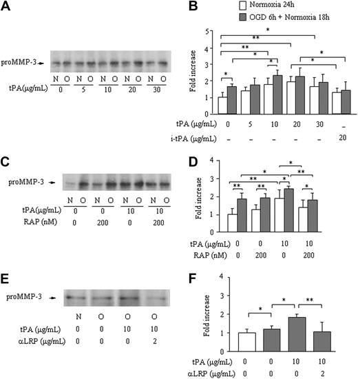 Figure 1. Effect of OGD and of t-PA treatment on MMP-3 secretion by bEnd.3 cells. MMP-3 secretion from bEnd.3 cells after 6 hours of OGD followed by 18 hours of normoxia (O) in the absence or the presence of different concentrations of t-PA is monitored by Western blotting. Data are compared with bEnd.3 cells kept on normoxia (N) for 24 hours. Representative immunoblots (A,C,E) and quantitative data are as fold increase (B,D,F) of the effects of different concentrations of t-PA (A-B), active site-blocked t-PA (B), pretreatment with RAP (C-D), or an anti-LRP antibody (E-F) are also shown. Data represent mean ± SD of 4 to 9 experiments. *P < .05; **P < .01.