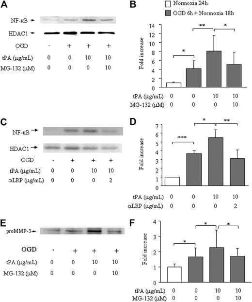 Figure 2. Effects of MG-132 on NF-κB activation and MMP-3 secretion in bEnd.3 cells. NF-κB activation (A-D) or MMP-3 secretion (E-F) is shown on 6 hours of OGD followed by 18 hours of normoxia and t-PA treatment without or with addition of MG-132 (A,B,E,F) or anti-LRP antibody (C-D). Representative immunoblots against NF-κB and HDAC1 as an internal control (A,C) or pro–MMP-3 (E) are also shown. Quantitative data of NF-κB (B,D) and MMP-3 (F) are shown as fold increase and represent mean ± SD of 3 to 15 experiments. *P < .05; **P < .01; ***P < .001.