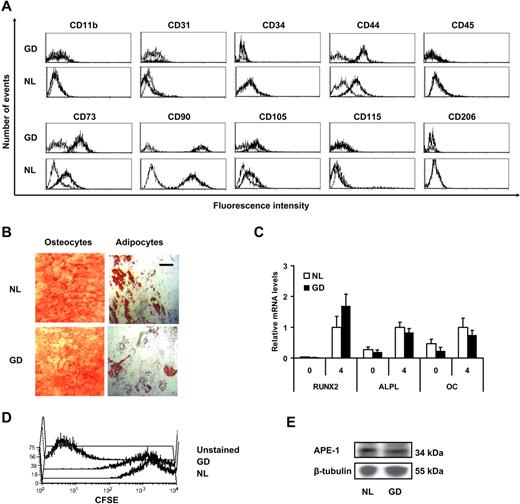 Figure 1. MSC characterization. (A) Cells were analyzed for surface expression of MSC markers CD44, CD73, CD90, and CD105; endothelial marker CD31; hematopoietic markers CD34 and CD45; and phagocytic lineage markers CD11b, CD115, and CD206 by flow cytometry analysis (leftmost curves correspond to isotypic controls). (B) Photograph of differentiated MSCs grown in osteocytic differentiation medium and adipocytic differentiation medium for 4 weeks, stained, respectively, with Alizarin Red (left) and Oil Red O (right); scale bar = 50 μm. (C) Relative mRNA expression of osteoblastic differentiation markers runt-related transcription factor 2 (RUNX2), bone-specific alkaline phosphatase (ALPL), and osteocalcin (OC). Expression levels in normal MSCs at 4 weeks were used as a reference value. Error bars represent 1 SD. (D) Flow cytometry analysis of passage 3 MSCs stained with CFSE and allowed to proliferate for 7 days before flow cytometry analysis. (E) Scanned autoradiogram of a Western blot performed for APE-1 expression analysis in passage 3 MSCs, with β-tubulin expression used as a loading control.