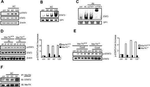 Figure 1. AC-induced STAT3 activation in DCs is MerTK dependent. MerTK+/+ BMDCs (A-C) or MerTK+/+ and MerTK−/− sDCs (D) were treated with ACs for the indicated times. pSTAT3, STAT3, and β actin were measured in whole-cell lysates via Western blot using the same membranes (A,D), or DNA-binding activity of nuclear STAT3 and SP1 determined by EMSA (B) and a supershift assay (C). (E) MerTK+/+ and MerTK−/− sDCs were treated with Gas6 (150 nM) for the indicated times, and pSTAT3 and STAT3 were measured in whole-cell lysates via Western blot using the same membrane. (D-E) Fold induction of pSTAT3 was determined by normalizing densitometric readings against control cultures. (F) MerTK+/+ BMDCs were incubated with ACs for the indicated times, MerTK was immunoprecipitated from whole-cell lysates, and Western blot membranes were probed for STAT3 and MerTK protein using the same membrane. Data are representative of a minimum of 3 experiments.