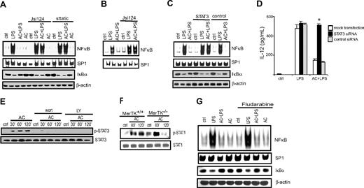 Figure 2. STAT3 activation is necessary for AC-induced inhibition of NF-κB activation in DCs. MerTK+/+ BMDCs (A) or sDCs (B) were incubated with the STAT3 inhibitors Jsi124 (10 nM) or sttatic (20 nM) for 1 hour, cocultured with ACs or left untreated for 3 hours, and stimulated with LPS (50 ng/mL) for 0.5 hours. Nuclear NF-κB and SP-1 DNA-binding activity were determined via EMSA, and IκBα and β actin protein expression was detected by Western blot. (C-D) MerTK+/+ BMDCs were transfected with STAT3-specific or scrambled control siRNA, cocultured with ACs for 3 hours, stimulated with LPS, and either (C) nuclear NF-κB and SP-1 DNA-binding activity and IκBα or β actin protein was measured as described for panels A and B or (D) IL-12 secretion was measured by enzyme-linked immunosorbent assay; *P < 10−3, DCs treated with STAT3-specific siRNA versus mock-transfected DCs or DCs transfected with control siRNA (Student t test). Error bars indicate ± SEM. (E) MerTK+/+ BMDCs were pretreated with the PI3K inhibitors Wort and LY for 1 hour and incubated with ACs for the indicated times, and pSTAT3 and STAT3 protein was measured. (F) MerTK+/+ or MerTK−/− BMDCs were incubated with ACs for the indicated times, and p-STAT1 and STAT1 proteins were measured by Western blot. (G) MerTK+/+ BMDCs were treated with STAT1 inhibitor fludarabine (20 μM) for 1 hour, and cocultured with ACs for 3 hours or left untreated, and stimulated with LPS (50 ng/mL). Nuclear NF-κB or SP-1 DNA-binding activity, and IκBα and β actin protein were measured as described for panels A-B. Data are representative of a minimum of 3 experiments.