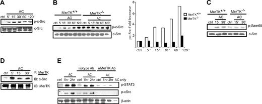 Figure 3. c-Src is activated in a MerTK-dependent manner upon AC treatment of DCs. (A-B) MerTK+/+ or MerTK−/− sDCs were incubated with ACs for the indicated times, and pc-Src and c-Src protein was measured by Western blot. Fold induction of pc-Src was determined by normalizing densitometric readings against control cultures. (C) MerTK+/+ BMDCs were treated with ACs, c-Src was immunoprecipitated from whole-cell lysates, and in vitro c-Src kinase activity and c-Src protein were measured by Western blot. (D) MerTK+/+ BMDCs were incubated with ACs for the indicated times, MerTK was immunoprecipitated from whole-cell lysates, and c-Src and MerTK protein were determined by Western blot. (E) MerTK+/+ BMDCs were pretreated with αMerTK or isotype Ab for 1 hour, and then incubated with ACs. Whole-cell lysates were examined via Western blot for pSTAT3, pc-Src, and β actin. Data are representative of a minimum of 3 experiments.