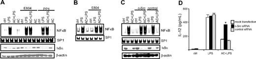 Figure 4. c-Src activation is required for AC-induced inhibition of DCs. MerTK+/+ BMDCs (A) or sDCs (B) were incubated with the c-Src inhibitors E804 (10 nM) or PP1 (20 nM) for 1 hour and cocultured with ACs for 3 hours or left untreated, and stimulated with LPS (50 ng/mL). Nuclear NF-κB or SP-1 DNA-binding activity was determined via EMSA, and IκBα and β actin protein measured by Western blot. (C-D) MerTK+/+ BMDCs were transfected with c-Src–specific or scrambled control siRNA, cocultured with ACs for 3 hours or left untreated, and stimulated with LPS (50 ng/mL for 0.5 hours or 1 μg/mL for 24 hours for IL-12 detection), and nuclear NF-κB and SP-1 DNA-binding activity and IκBα or β actin protein were examined (C), and IL-12p70 secretion was measured (D); *P < 10−3, DCs treated with c-Src–specific siRNA versus mock-transfected DCs or DCs transfected with control siRNA (Student t test). Data are representative of a minimum of 3 experiments. Error bars in panel D indicate ± SEM.