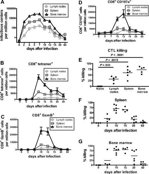 Figure 1. Kinetics of FV infection and kinetics of effector CD8+ T-cell responses during acute FV infection. (A) Viral loads in lymph nodes, spleen, and bone marrow (infectious centers) were determined at different time points after FV infection. Each dot represents the mean number + SEM of virus-infected cells per 1 million nucleated cells for a group of 5 to 10 mice. Data were pooled from 2 independent experiments with similar results. (B) Kinetics of effector CD8+ T cells specific for the FV gagL epitope during acute FV infection. CD8+ T cells from lymph nodes, spleen, and bone marrow of FV-infected mice were stained for DbgagL class I tetramers to identify FV-specific effector T cells. Costaining experiments indicated that all tetramer-positive CD8+ T cells also expressed the CD43 activation marker (data not shown). Each dot represents the mean number + SEM of CD8+ tetramer+ T cells per 1 million nucleated cells for a group of 5 to 10 mice. Data were pooled from 3 independent experiments with similar results. (C-D) Flow cytometry was used to detect intracellular granzyme B or the degranulation marker CD107a in effector CD8+ T cells (CD43+). The kinetic analysis was performed at different time points after FV infection. Shown are the numbers of CD8+ T cells expressing granzyme B (GzmB; C) or CD107a (D) from lymph nodes, spleen, and bone marrow. Each dot represents the mean number + SEM per 1 million nucleated cells for a group of 5 to 10 mice. Data were pooled from 2 independent experiments with similar results. (E) Splenocytes from naive mice were loaded with DbGagL peptide and labeled with CFSE. Target cells were injected intravenously into naive and acutely infected (10 dpi) mice. Two hours after transfer, donor cells from lymph nodes, spleen, and bone marrow were analyzed. The figure shows the percentage of target cell killing in the investigated organs. Three independent experiments with similar results were performed. Differences between investigated organs were analyzed by the unpaired Student t test. Statistically significant differences between the organs are indicated in the figure. (F-G) Splenocytes from naive mice were loaded with DbGagL peptide and labeled with CFSE. Target cells were injected intravenously into naive mice and in mice at different time points after FV infection. The figure shows the percentage of target cell killing at different time points after FV infection in the spleen (F) and in bone marrow (G). Two independent experiments with similar results were performed.