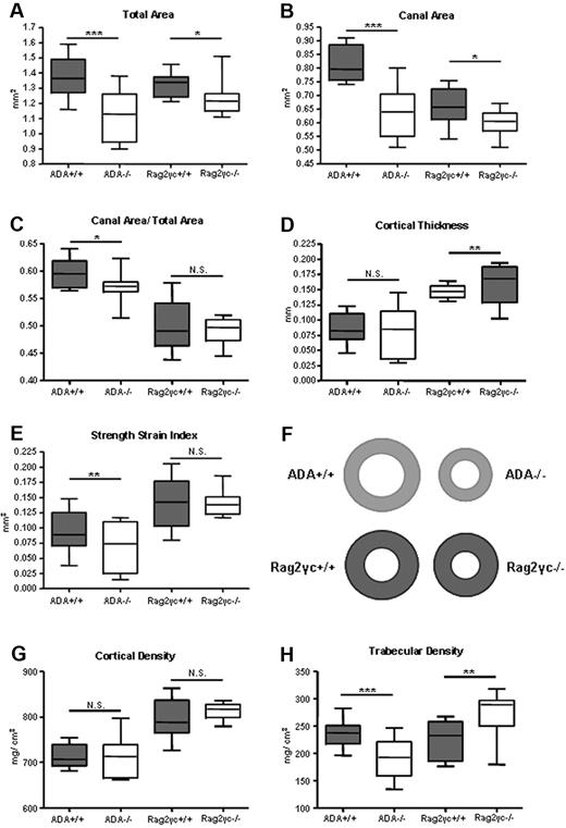 Figure 1. Ex vivo femural pQCT analyses of ADA+/+ and ADA−/− compared with Rag2γc+/+ and Rag2γc−/− mice. (A) Total area (mg/cm3). (B) Medullary canal area (mm2). (C) Cortical thickness (mm). (D) Canal area/total area ratio (AU). (E) Strength-strain index (mm3). (F) Schematic view representing cross-sectional bone sections in diaphysis of all 4 groups of mice analyzed. (G) Cortical density (mm/cm3). (H) Trabecular density (mm/cm3). Box and whiskers graphs. ***P < .001. **P < .001-.005. *P = .005-.05. ADA+/+ (n = 22), ADA−/− (n = 18), Rag2γc+/+ (n = 10), and Rag2γc−/− (n = 14).