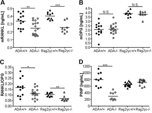 Figure 3. Reduced RANKL/OPG ratio and PINP levels in ADA-deficient mice. (A) Murine serum RANKL (ng/mL) in ADA+/+ (n = 22) and ADA−/− (n = 18), Rag2γc+/+ (n = 10), and Rag2γc−/− (n = 14) mice. (B) Murine OPG (ng/mL). (C) Murine RANKL/OPG ratio (AU). ***P < .001. **P = .001-.005. *P = .005-.05. N.S. indicates not significant. (D) In vivo bone formation rate as assessed by PINP levels are significantly lower in ADA−/− mice compared with wild-type controls. Serum PINP levels (ng/mL), ADA+/+ (n = 9), ADA−/− (n = 9), Rag2γc+/+ (n = 15), and Rag2γc−/− (n = 13).