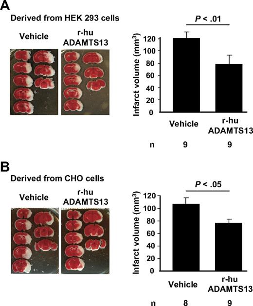 Figure 3. r-hu ADAMTS13 reduces infarct volume after focal cerebral ischemia in WT mice. Representative TTC staining of coronal brain sections of 1 mouse for each treatment and infarct volumes 22 hours after focal cerebral ischemia in mice treated with (A) vehicle or r-hu ADAMTS13 (derived from HEK293 cells) and (B) vehicle or r-hu ADAMTS13 (derived from CHO cells) are shown.