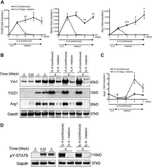 Figure 1. Critical roles of IL-4 on induction and maintenance of alternative activation in BMDMs. BMDMs were incubated with IL-4 for 2 days; then the cells were incubated with (IL-4 continuous group) or without (IL-4 medium group) IL-4 for the indicated time. (A) The mRNA levels of Ym1 (Chi3l3), FIZZ1 (Retnla), and Arginase 1 (Arg1) were analyzed by quantitative RT-PCR. The data shown are “fold induction” relative to that in untreated cells. (B) Expressions of Ym1, FIZZ1, and Arginase 1 (Arg1) were measured by immunoblotting. Gapdh was used as a loading control. (C) The mRNA levels of iNOS (Nos2) were analyzed by quantitative RT-PCR. The data shown are “fold induction” relative to that in untreated cells. #P < .05 compared with the level on day 0. (D) Expression of phosphorylated (pY)-STAT6 was measured by immunoblotting. Gapdh was used as a loading control. Data are representative of 3 independent experiments (A-D) and are expressed as mean ± SEM (A,C). *P < .05, **P < .01, ***P < .001, compared with IL-4 medium group.