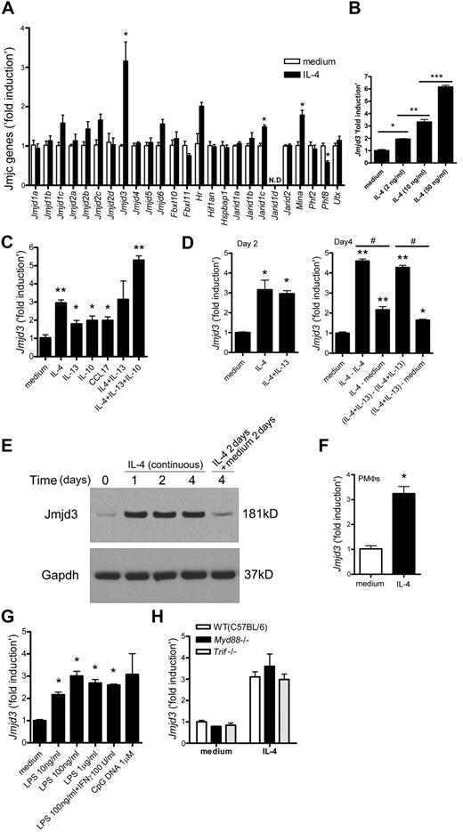 Figure 3. Jmjd3 induction in IL-4–treated macrophages. (A) BMDMs were incubated with IL-4 for 6 hours. The mRNA levels of JmjC family proteins were measured by quantitative RT-PCR. N.D. indicates not detected. (B-D) Jmjd3 mRNA levels were measured by quantitative RT-PCR after the following treatments. BMDMs were incubated with IL-4 (B) and indicated cytokines (C) for 6 hours. BMDMs were incubated with indicated cytokines for 2 days (D left). On day 2, cells were washed with phosphate-buffered saline and incubated with or without fresh IL-4, or with or without a cocktail of IL-4 and IL-13 for an additional 2 days as indicated (D right). #P < .05. (E) BMDMs were incubated with IL-4 as indicated. Jmjd3 expression was measured by immunoblotting. Gapdh was used as a loading control. Representative data were shown from 3 independent experiments. (F-H) Jmjd3 mRNA levels were measured by quantitative RT-PCR after the following treatments. Peritoneal macrophages (PMΦs) were incubated with IL-4 for 6 hours (F). BMDMs were incubated with LPS, a cocktail of LPS and IFN-γ, or CpG DNA (in indicated concentration) for 6 hours (G). BMDMs from WT (C57BL/6), Myd88−/−, and Trif−/− mice were incubated with or without IL-4 for 6 hours (H). All data of quantitative RT-PCR shown are “fold induction” relative to that in untreated WT cells. Data are representative of 3 independent experiments and are expressed as mean ± SEM. *P < .05; **P < .01; ***P < .001.