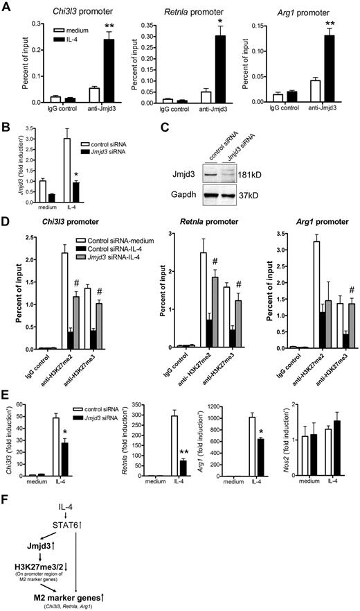 Figure 6. M2 marker genes are targets of Jmjd3. (A) Anti-Jmjd3 ChIP assay was performed on the indicated M2 marker promoter regions in BMDMs 48 hours after IL-4 stimulation. (B-E) BMDMs were transfected with Jmjd3 siRNA or control siRNA. The cells were then incubated with IL-4 for 6 hours (B,E) or 24 hours (C), and the expression of indicated genes was measured by quantitative RT-PCR (B,E) or, in the case of Jmjd3, also by immunoblotting (C). Gapdh was used as a loading control. The data shown in panels B and E are “fold induction” relative to that in unstimulated control siRNA-treated cells. Jmjd3 siRNA- or control siRNA-transfected BMDMs were incubated with IL-4 for 48 hours (D). Anti-H3K27me2/3 ChIP assay was performed on the promoter regions of M2 marker genes (D). (F) The schema shows that STAT6-dependent Jmjd3 induction decreases H3K27me2/3 level on M2 marker promoter regions and helps to maintain M2 marker genes in a transcriptionally active state. Data of ChIP assay and quantitative RT-PCR are representative of 3 independent experiments and are expressed as mean ± SEM. *P < .05, **P < .01 compared with unstimulated (medium alone) group (A) or control siRNA group (B,E). #P < .05 compared with control siRNA–IL-4 group (D).