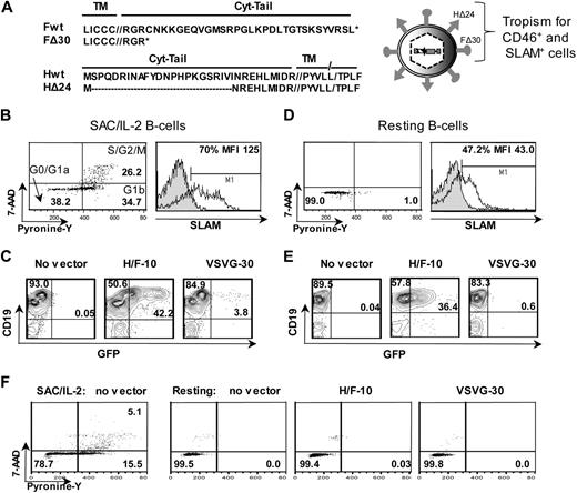 Figure 1. The H/F-displaying lentiviral vectors efficiently transduce quiescent and proliferating B cells. (A) Schematic representation of the lentiviral vectors displaying hemagglutinin (H) and fusion (F) glycoproteins derived from Edmonston strain MV. The combination of the cytoplasmic-tail mutants of MV glycoproteins, HΔ24 and FΔ30, allowed efficient coincorporation on the LV surface, resulting in high-titer HIV vectors (hereafter named H/F-LVs). These H/F-LVs conserved the parental tropism as confirmed by transduction of CD46+ and SLAM+ cell lines.12 (B) Adult B cells were prestimulated for 24 hours with SAC/IL-2, and cell-cycle progression was monitored by simultaneously visualizing RNA (pyronin-Y) and DNA content (7-AAD; left). The percentages of cells in the G0/G1a, G1b, and S/G2/M phase of the cell cycle are indicated in the dot plot. Surface staining of SLAM by FACS is shown (right, open histogram). Closed histograms represent staining with IgG isotype controls. The percentage and mean fluorescence intensity (MFI) of SLAM-expressing cells are indicated. (C) Percentage of GFP measured by FACS at day 2 after transduction of SAC/IL-2 prestimulated B cells transduced with H/F-LVs (MOI = 10) and VSVG-LVs (MOI = 30; representative data of 5 experiments). (D) Adult B cells were verified for their quiescent state on isolation by PY/7-AAD staining as in panel B, and surface staining of SLAM by FACS is shown. (E) Percentage of GFP expression and (F) pyronin-Y/ 7AAD cell-cycle analysis at day 2 after transduction of adult resting B cells transduced as in panel C (representative data of 5 experiments).