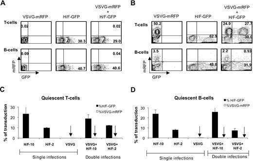 Figure 4. H/F-LV transduction does not facilitate VSVG-LV transduction. (A) Freshly isolated adult quiescent T and B cells were transduced with VSVG-LVs coding for the monomeric red fluorescent protein (VSVG-mRPF) at an MOI of 50, H/F-LV coding for GFP (H/F-GFP) at an MOI of 10, or with both vectors simultaneously. At day 3 after transduction mRFP versus GFP expression was measured by FACS. (B) T cells were preactivated through the T-cell receptor by incubation with anti-CD3 and anti-CD28 antibodies in the presence of rIL-2, whereas B cells were preactivated with SAC and rIL-2 for 24 hours before they were subjected to the same transduction protocol as indicated in panel A. (C) Freshly isolated adult quiescent T cells were transduced with H/F-LVs and VSVG-LVs as indicated in panel A. Percentages of mRFP+ versus GFP+ cells from single transductions or double transductions are indicated as determined by FACS (mean ± SD; n = 4). (D) Freshly isolated adult quiescent B cells were subjected to the same protocol as indicated in panel A. The percentage of mRFP versus GFP expression from single transductions or double transductions are indicated (mean ± SD; n = 4).