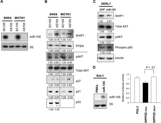 Figure 5. miR-155 induces dysregulation of SHIP1 signaling to AKT in NK-cell lymphoma/leukemia lines. (A) Northern analysis of miR-155 in SNK6 and MOTN1 cells treated with ASO-155 or SCO-155. Controls (5S tRNA) are shown below the miR-155 blots. (B) Western analysis of PTEN, pAKT, total AKT, p21, p27, and p53 expression in MOTN1 and SNK6 cells treated with ASO-155 or SCO-155. Fold changes in protein expressions are shown below the gels and are normalized to the levels in SCO-treated SNK6 or MOTN1 cells, respectively, which were assigned a value of 1.00. (C) Western analysis of SHIP1, total AKT, pAKT, and phospho-NFκB (Phospho p65) in DERL7 cells transduced with miR-155 plus GFP or GFP alone (control). Fold changes in protein expression are shown below the gels and are normalized to the level in the GFP-transduced control cells, which was assigned a value of 1.00. (D) Luciferase reporter assay of INPP5D/SHIP expression in Rat-1 cells transfected with miR-155 (PMXs-miR-155-puro) or empty vector (PMXs-puro). Blots showing MiR-155 expression are beside the bars. The significance of differences between wild-type pGL3-INPP5D 3′UTR and pGL3-INPP5D was evaluated with the Student t test.