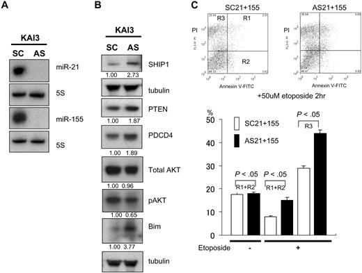 Figure 6. Effects of ASO-21 and ASO-155 in KAI3 cells. (A) Northern analysis of miR-21 and miR-155 in KAI3 cells treated with both ASO-21 and ASO-155 and in cells treated with SCO-21 and SCO-155. (B) Western analysis of PTEN and SHIP1 and their downstream targets. Fold changes in protein levels are shown below the gels and are normalized to the level in SCO-treated cells, which was assigned a value of 1.00. (C) Incidence of apoptosis among KAI3 cells. Cells treated with both ASOs or SCOs were exposed to 50 μmol/L etoposide for 2 hours. (Top panels) Flow cytometric analysis is shown. y-axis: number of cells stained with PI; x-axis: cells stained with annexin V–FITC. Apoptotic cells are in R1 and R2; necrotic cells are in R3. (Bottom panel) □ and ■ indicate percentage of apoptosis (R1 + R2) or necrosis (R3) among SCO-21/155–treated and ASO-21/155–treated cells, respectively. Symbols and bars indicate means and SDs of triplicate samples. Both apoptotic (R1 + R2) and necrotic (R3) cells of ASO-21/155–treated cells show significantly greater percentages than those cells treated with SCO-21/155.