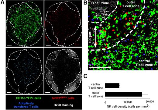 Figure 1. Visualizing endogenous NK cells and DCs using Ncr1GFP/+ × CD11c-YFP mice. Ncr1GFP/+ × CD11c-YFP mice were adoptively transferred with SNARF-labeled CD8 T cells. A day later, popliteal LNs were harvested, and frozen sections were stained with an anti-B220 Ab and imaged by confocal microscopy. Images were then subjected to spectral unmixing. (A) Individual pseudocolored images showing DCs (YFP-positive cells, pseudocolored in green), NK cells (GFP positive, pseudocolored in red), adoptively transferred T cells (blue), and B cells (B220+ cells, white). (B) Representative confocal image showing that LN NK cells (red) are enriched at the T cell–B cell zone interface. (C) The density of NK cells was compared in the most peripheral layer of the T-cell zone (≤ 100 μm below B cell follicles) or in the rest of the T-cell area (mean ± SEM). Scale bar, 100 μm.