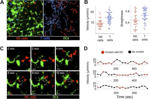 Figure 2. Steady state behavior of endogenous NK cells in the LN. Ncr1GFP/+ × CD11c-YFP mice were adoptively transferred with 6 × 106 SNARF-labeled OT-I CD8 T cells. A day later, popliteal LNs were subjected to 2-photon imaging. Time-lapse videos were processed to fully discriminate GFP from YFP signals and were subjected to 3-dimensional cell tracking. (A) A representative image of a time-lapse video (left) with NK cells (red), CD8 T cells (blue), and DCs (green) is shown together with the corresponding trajectories (right). (B) The mean 3-dimensional velocity and the straightness index is plotted for individual NK cells and T cells in the same field of view. Low straightness indexes correspond to constrained trajectories. (C) Dynamic scanning of the DC network by LN NK cells at steady state. Representative time-lapse sequence showing NK cells crawling in the vicinity of the DC network. Scale bar, 10 μm. (D) Instantaneous velocities of 3 representative NK cells are graphed over time. The period during which NK cells are in contact with the DC network are indicated in red. Results are representative of 3 independent experiments.